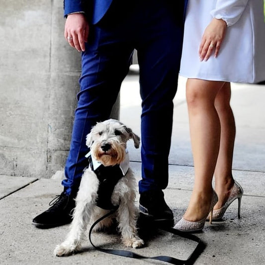 Harry, Our 3 Legged schnauzer. Welcome to the Petsie family!