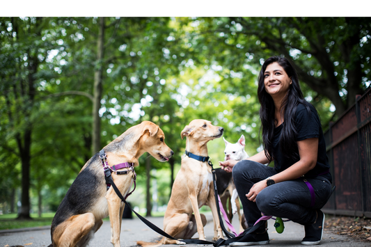 Julie Martin, Founder of Hey Petsie at Trinity bellwoods walking 4 dogs