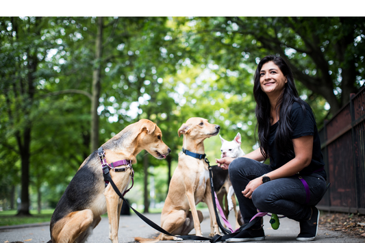 Julie Martin, Founder of Hey Petsie at Trinity bellwoods walking 4 dogs 