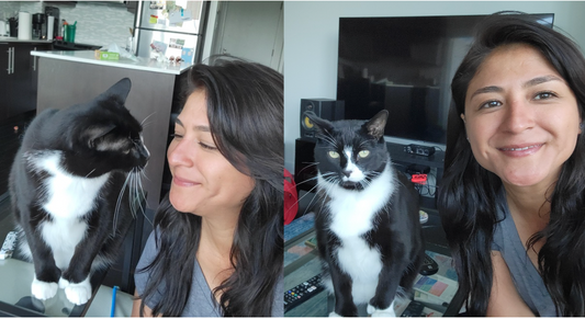 Purr-fectly Reliable Cat Sitting Services in Toronto.
