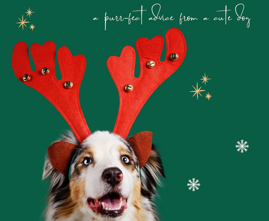 🎄 Holiday Cat, Pet Sitting & Dog walking now Open for Bookings! 🎄