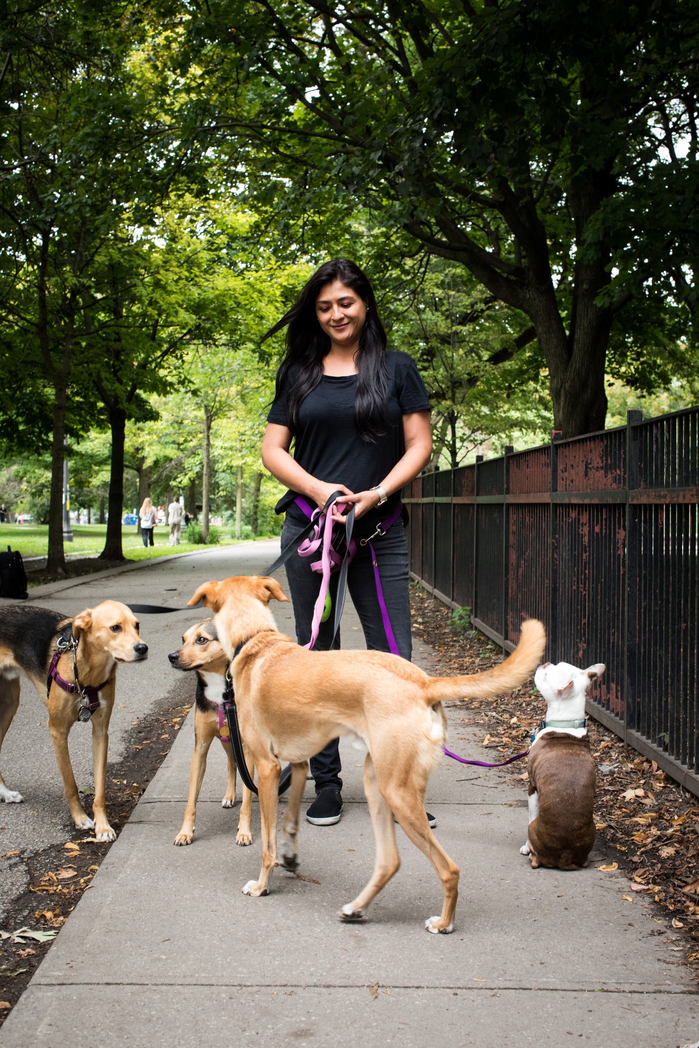 Dog Boarding Playtime Pet Sitters And Dog Walkers 30min, 45 Or 1hr