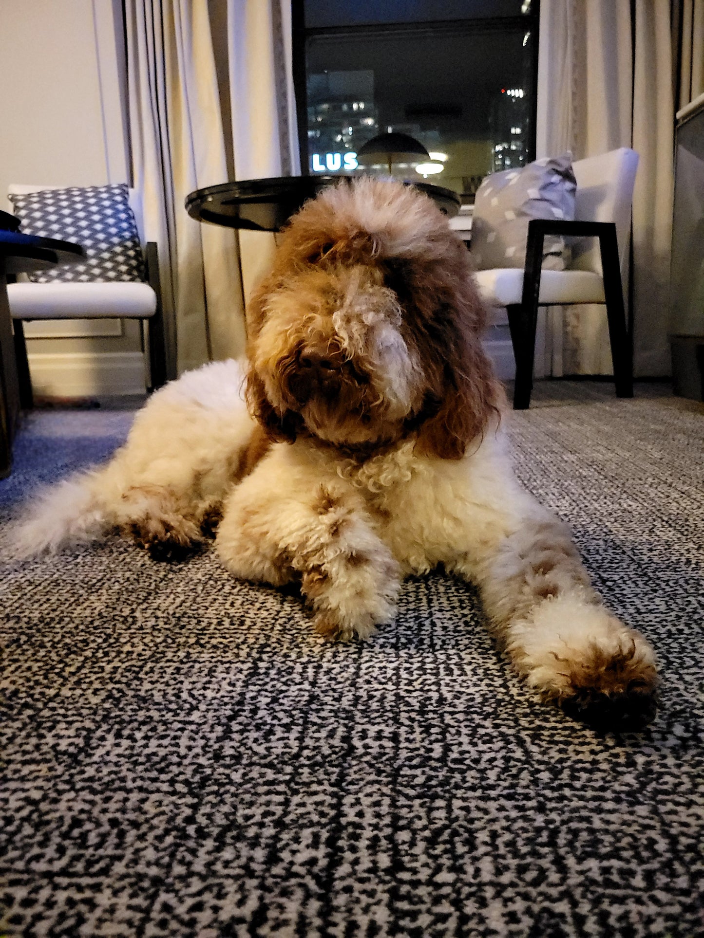 Last-minute dog boarding for pet friendly hotel Guests & Travelers