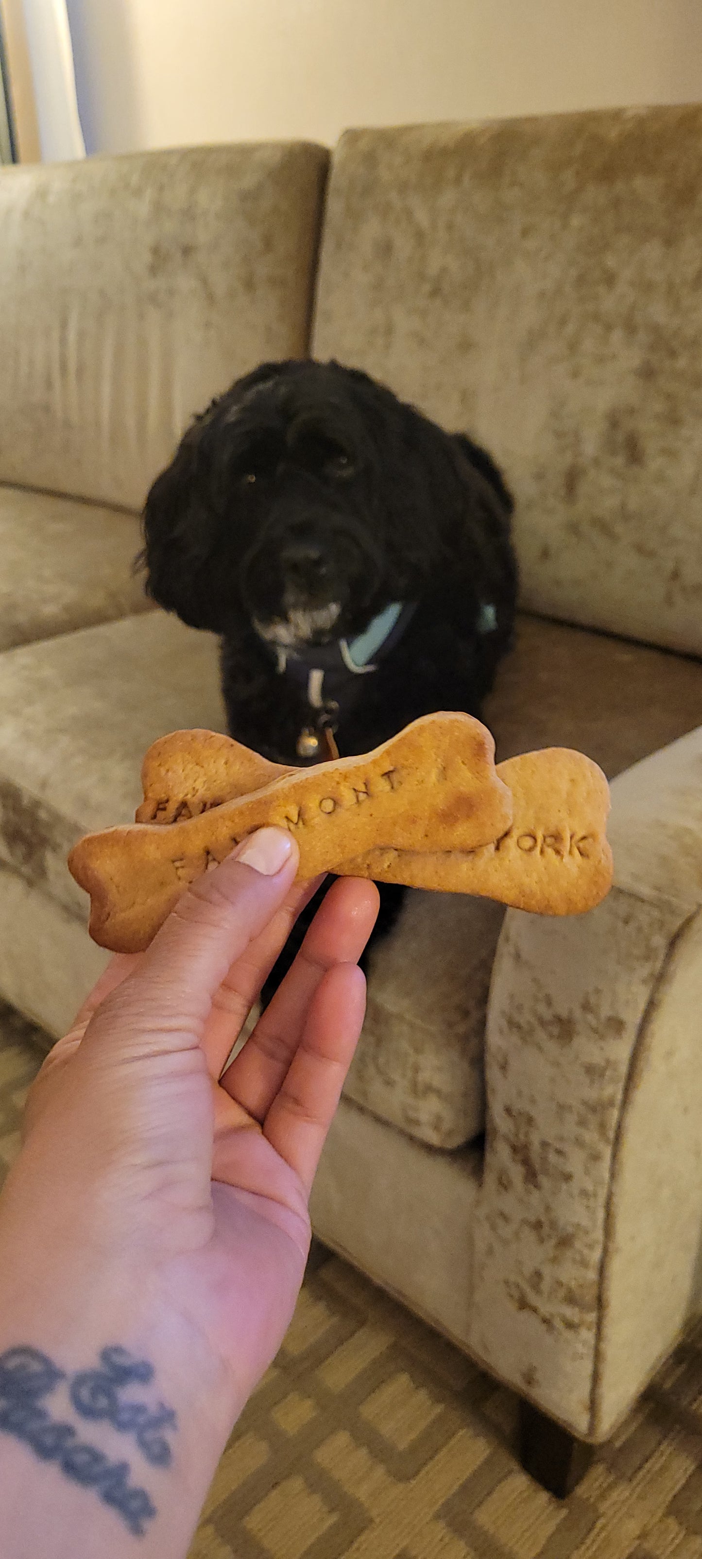 Last-minute dog boarding for pet friendly hotel Guests & Travelers