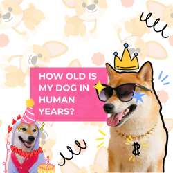 How Old Is My Dog in Human Years? The Truth (And Why It Matters for Better Care)