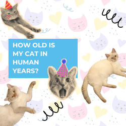 How old is my cat in human years? Cat age chart included