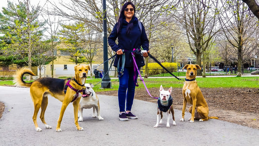 Why Choose Professional Dog Walking Services like HeyPetsie.com?