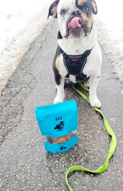 Dog about to enjoy a dog treat, Healthy dog treats for picky eaters and sensitive stomachs
