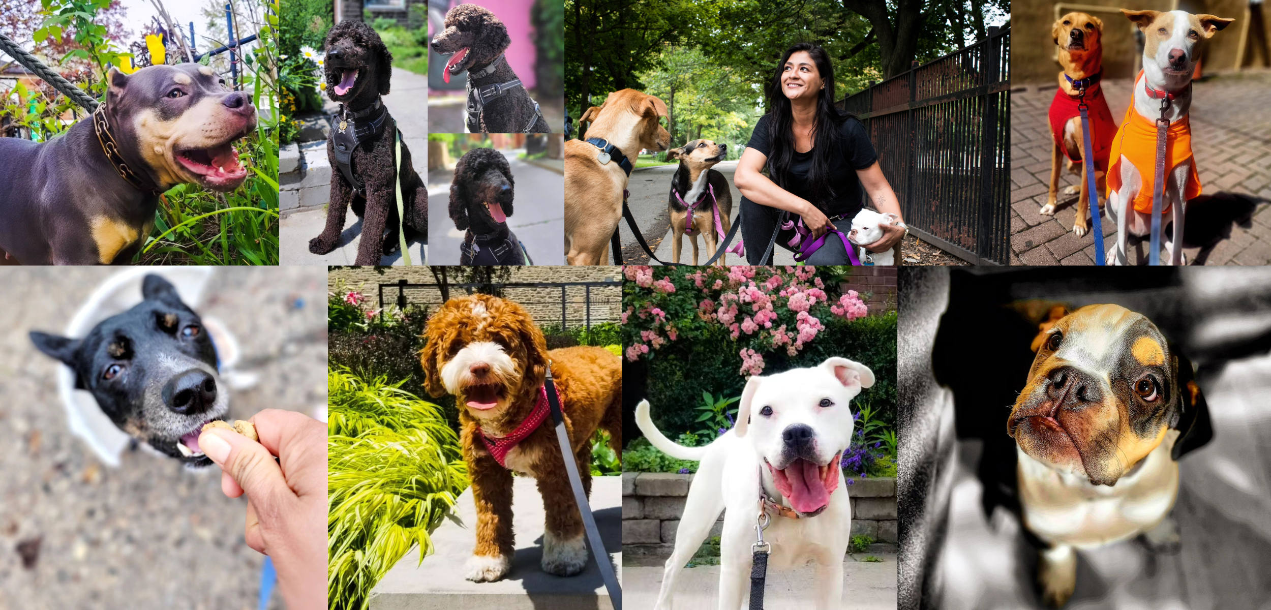 Load video: Clips of dog experiencing the Petsie dog walking services in Toronto