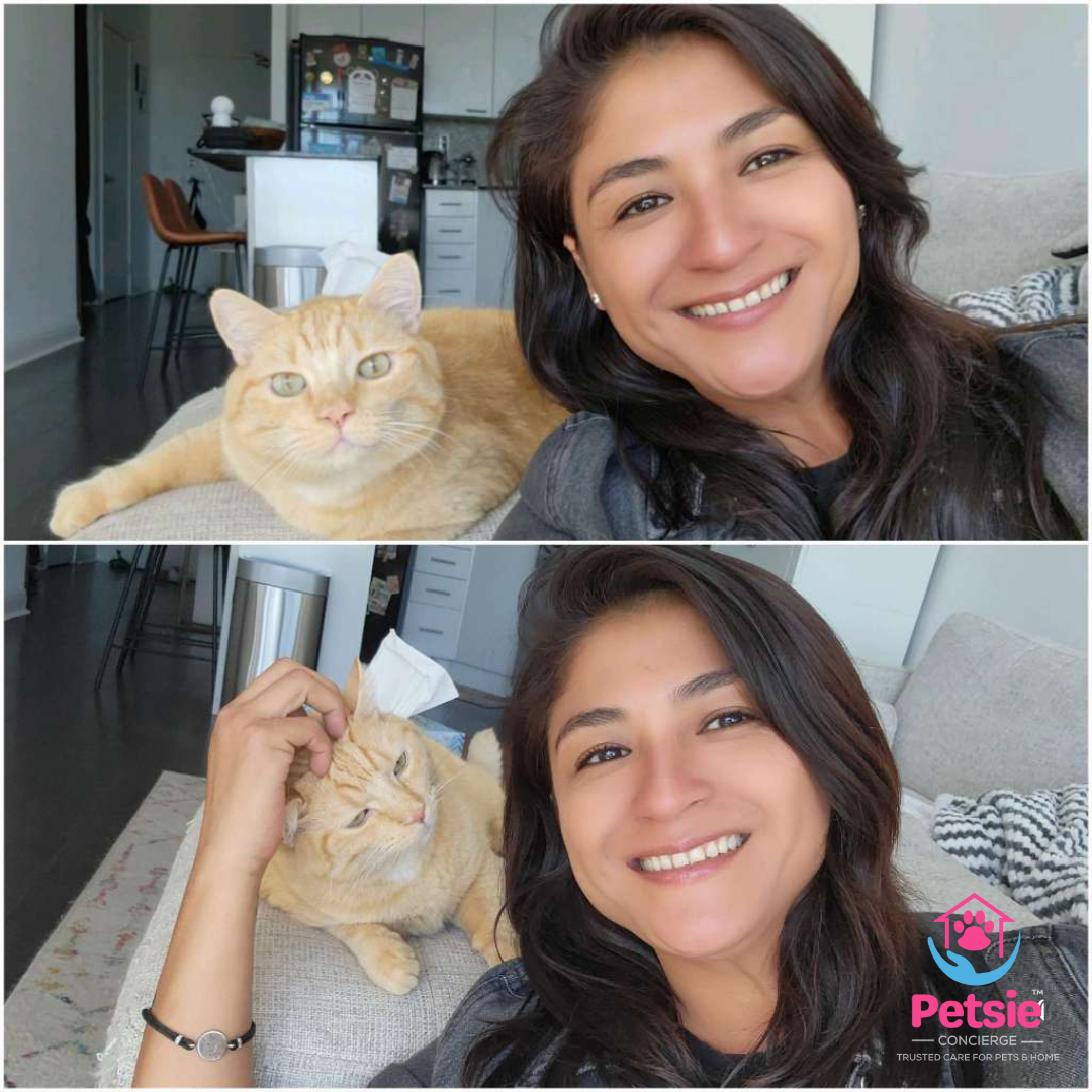 Load video: Cat sitter taking care of cats, playing with cats