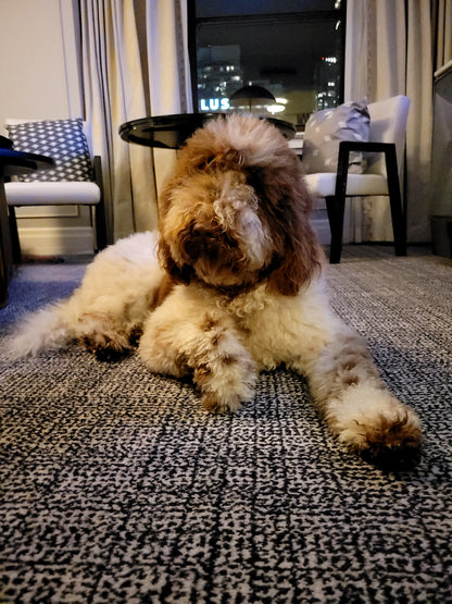 Last-minute dog boarding for pet friendly hotel Guests & Travelers