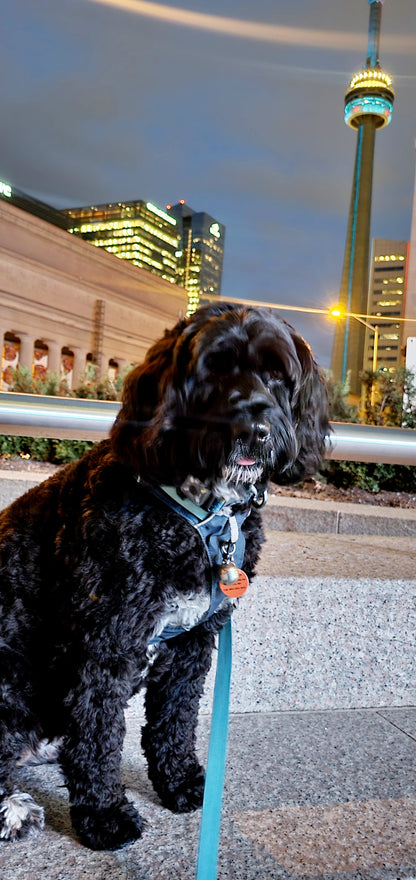 Last-minute dog boarding for pet friendly hotel Guests & Travelers