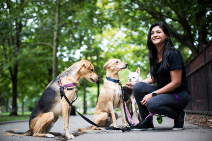 Last-minute dog boarding for pet friendly hotel Guests & Travelers